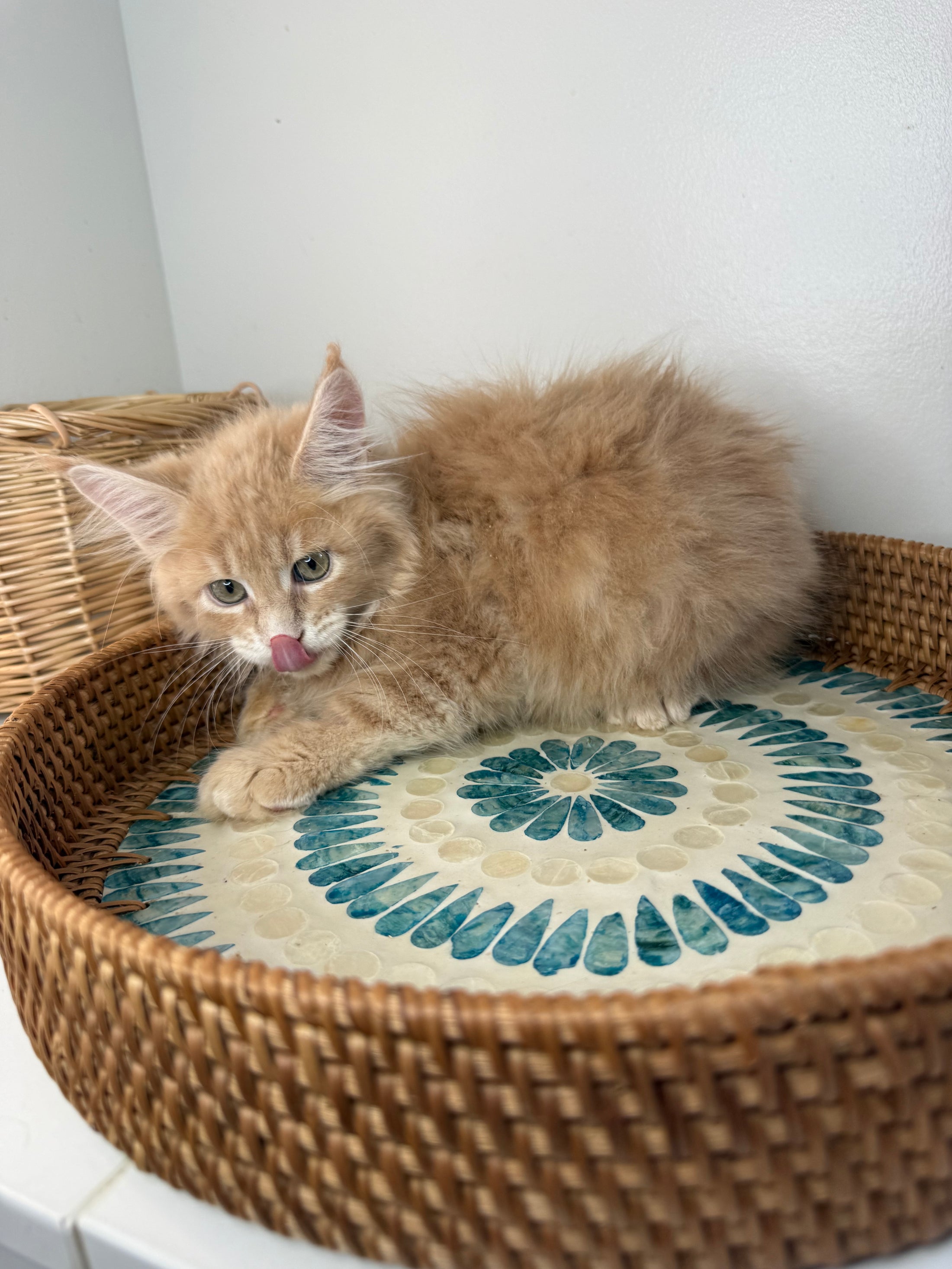 Red Maine Coon male / Located in Ottawa area