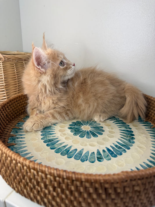 Red Maine Coon male / Located in Ottawa area