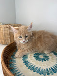 Load image into Gallery viewer, Red Maine Coon male / Located in Ottawa area
