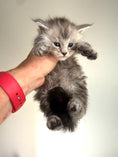 Load image into Gallery viewer, Black Silver Maine Coon male 2 / Located in Ottawa area
