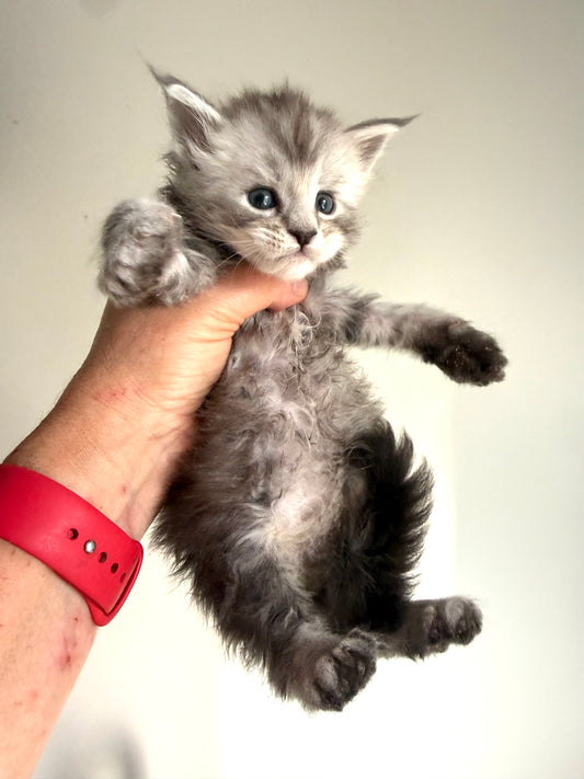 Black Silver Maine Coon male 2 / Located in Ottawa area