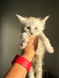 Load image into Gallery viewer, Pale Silver Maine Coon male/ Located in Ottawa area
