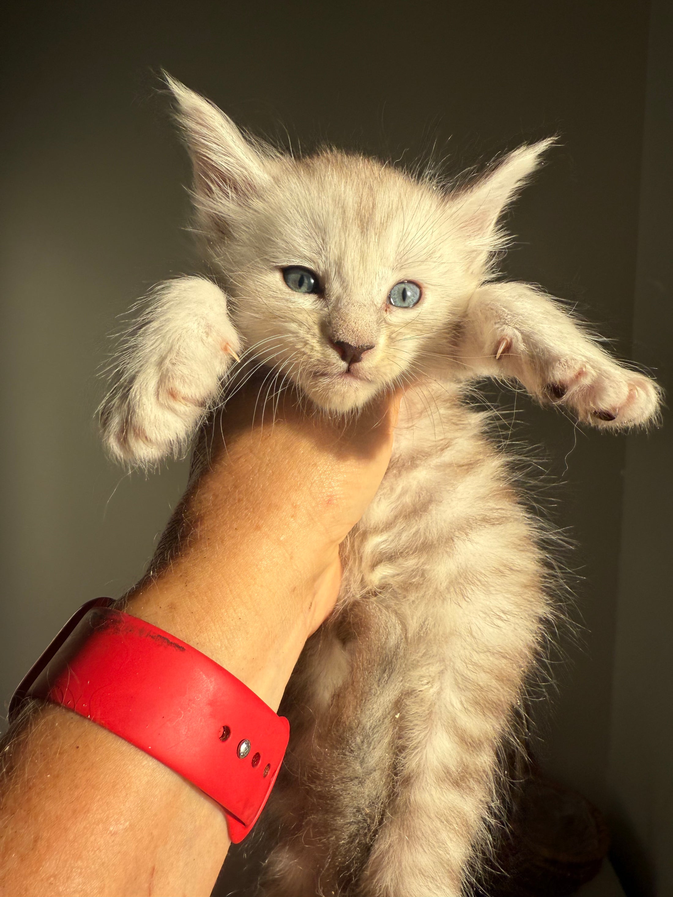 Pale Silver Maine Coon male/ Located in Ottawa area