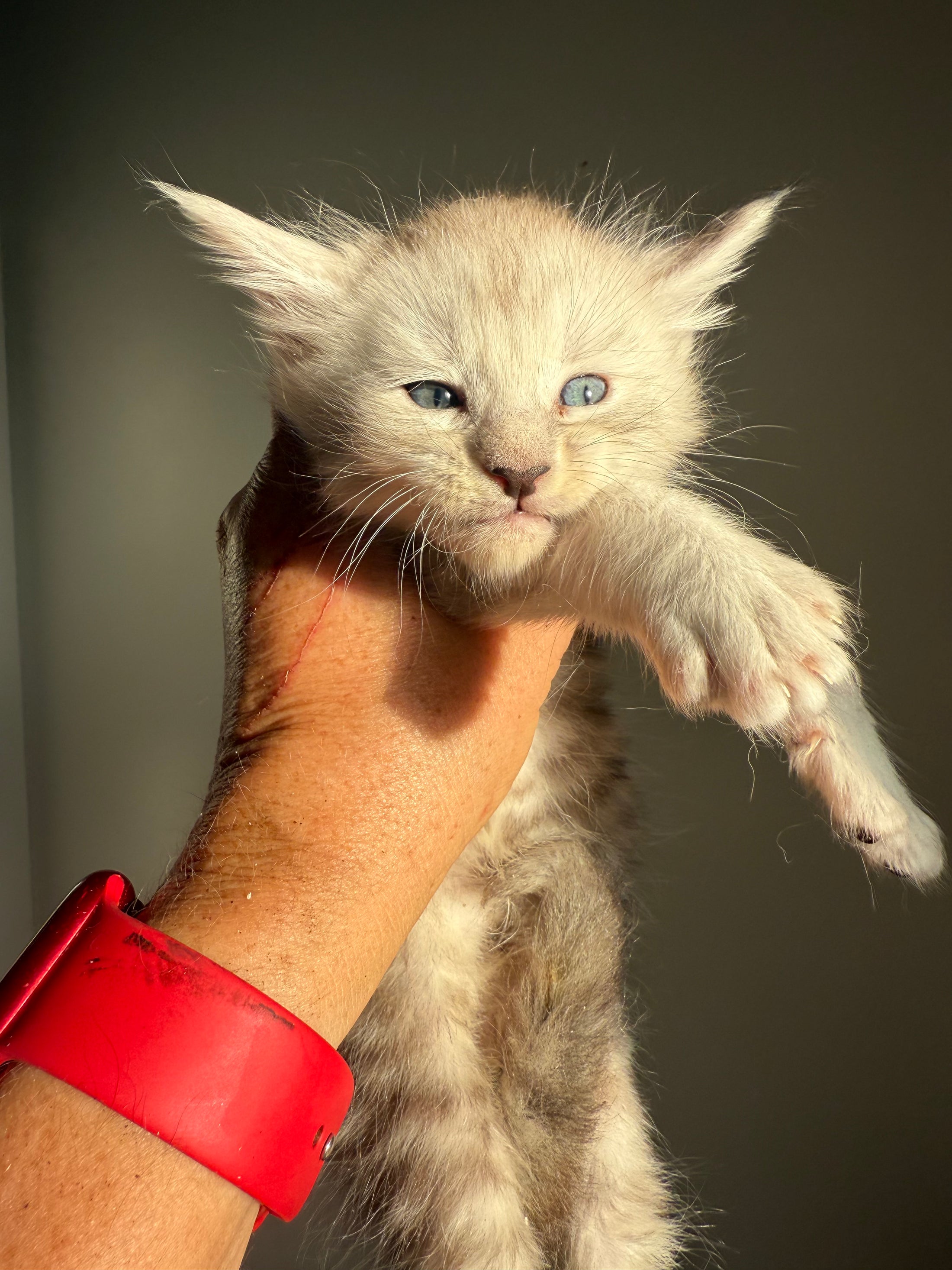 Pale Silver Maine Coon male/ Located in Ottawa area