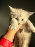Load image into Gallery viewer, Pale Silver Maine Coon female/ Located in Ottawa area
