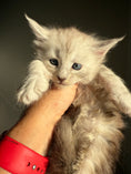 Load image into Gallery viewer, Pale Silver Maine Coon female/ Located in Ottawa area
