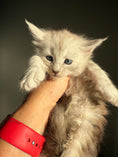 Load image into Gallery viewer, Pale Silver Maine Coon female/ Located in Ottawa area
