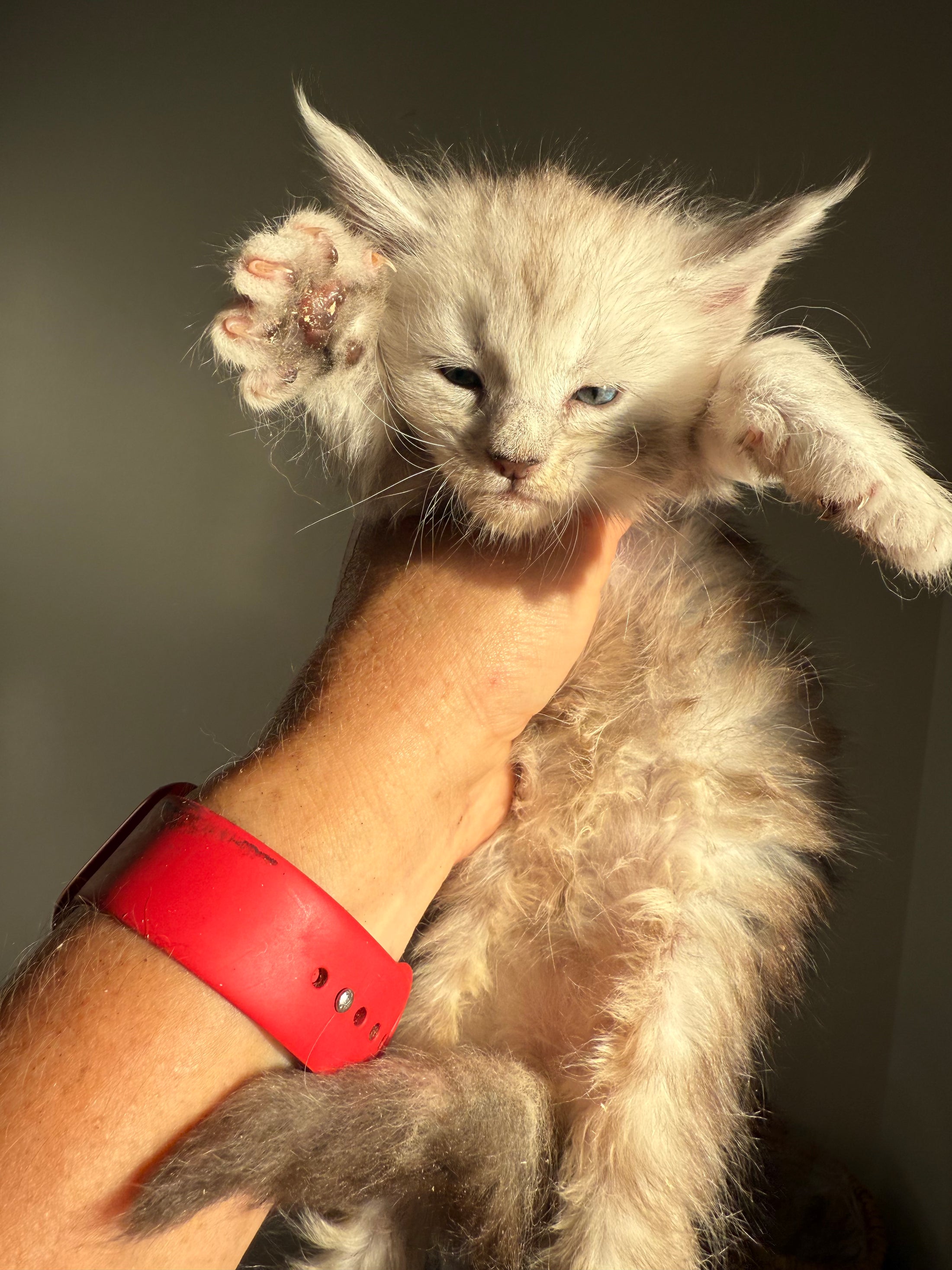 Pale Silver Maine Coon female/ Located in Ottawa area