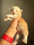 Load image into Gallery viewer, Red Silver Maine Coon Polydactyl male 2 - located in Ottawa area
