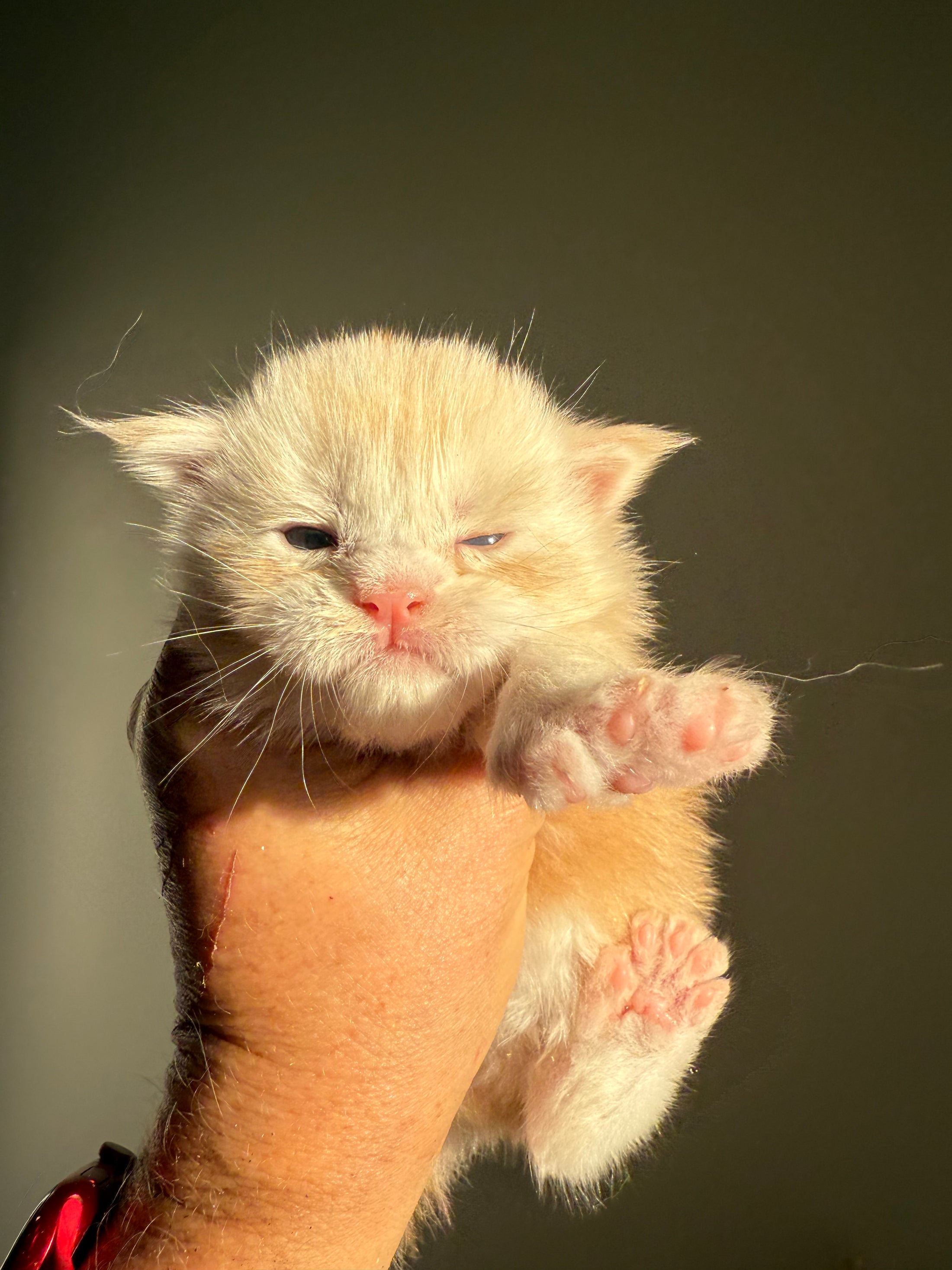 Red Silver Maine Coon Polydactyl male 2 - located in Ottawa area