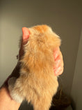 Load image into Gallery viewer, Red Silver Maine Coon Polydactyl male 2 - located in Ottawa area
