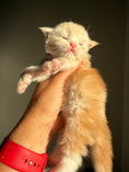 Load image into Gallery viewer, Red Silver Maine Coon Polydactyl male 2 - located in Ottawa area

