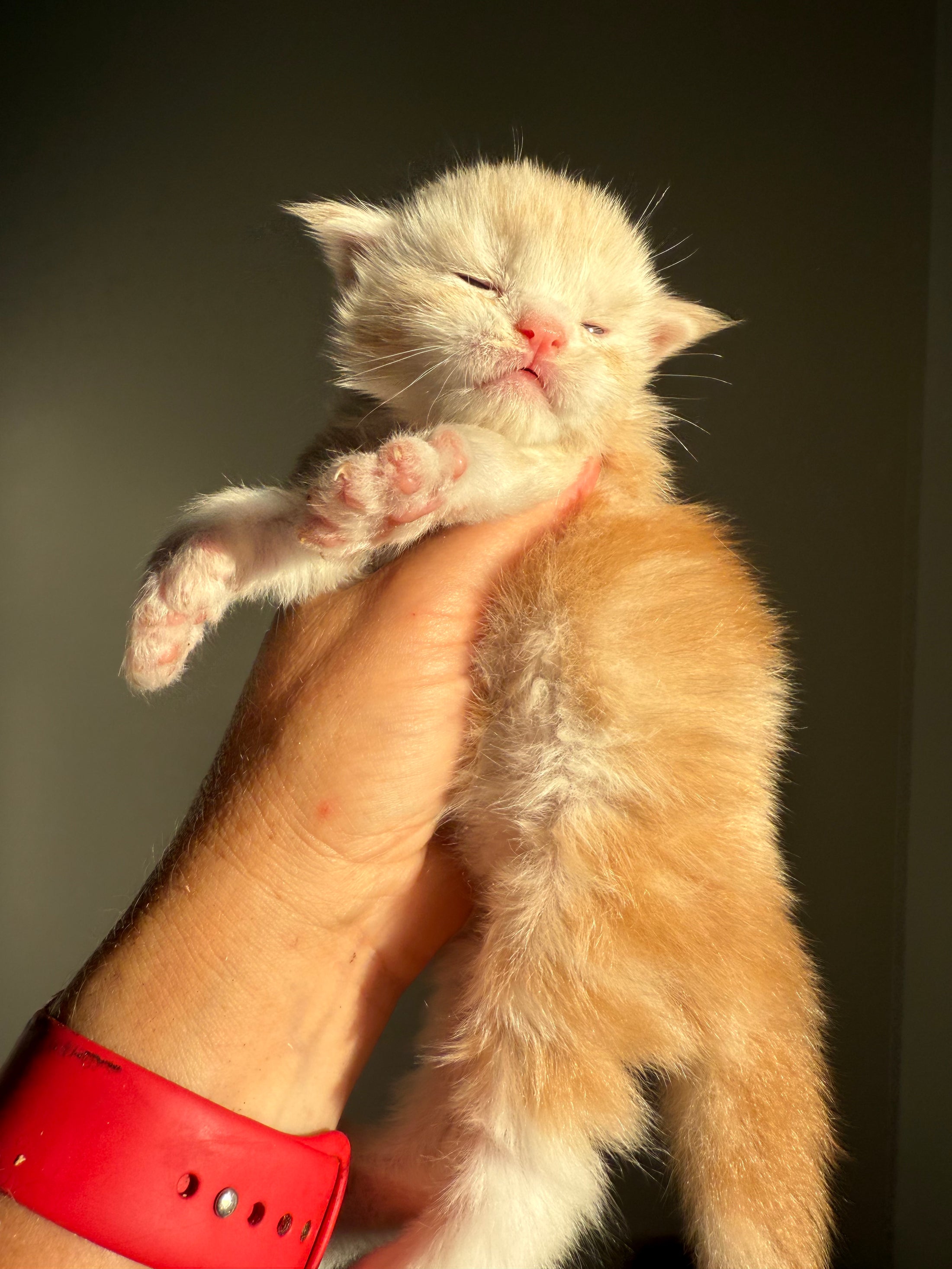 Red Silver Maine Coon Polydactyl male 2 - located in Ottawa area