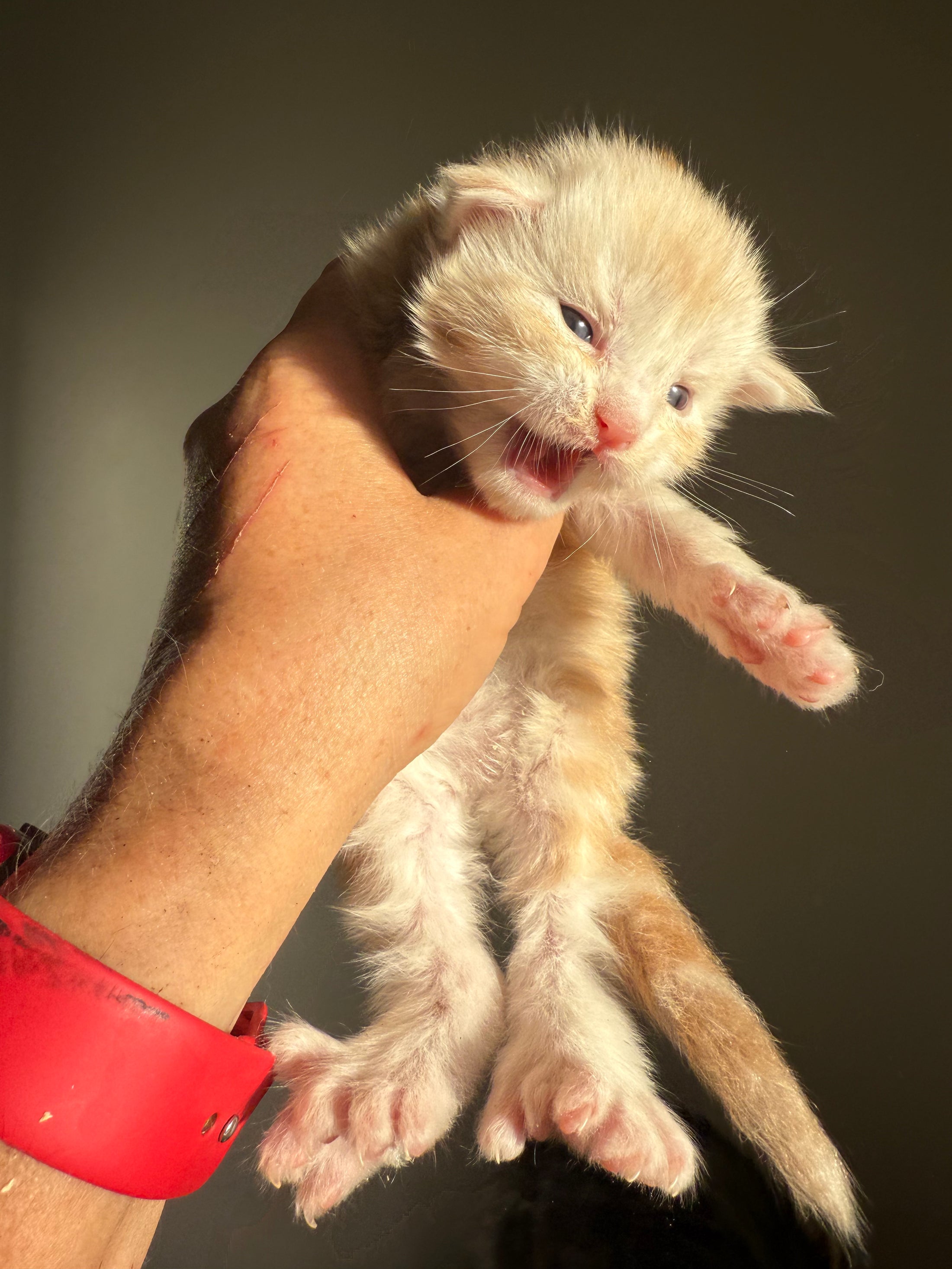 Red Silver Maine Coon Polydactyl male 2 - located in Ottawa area