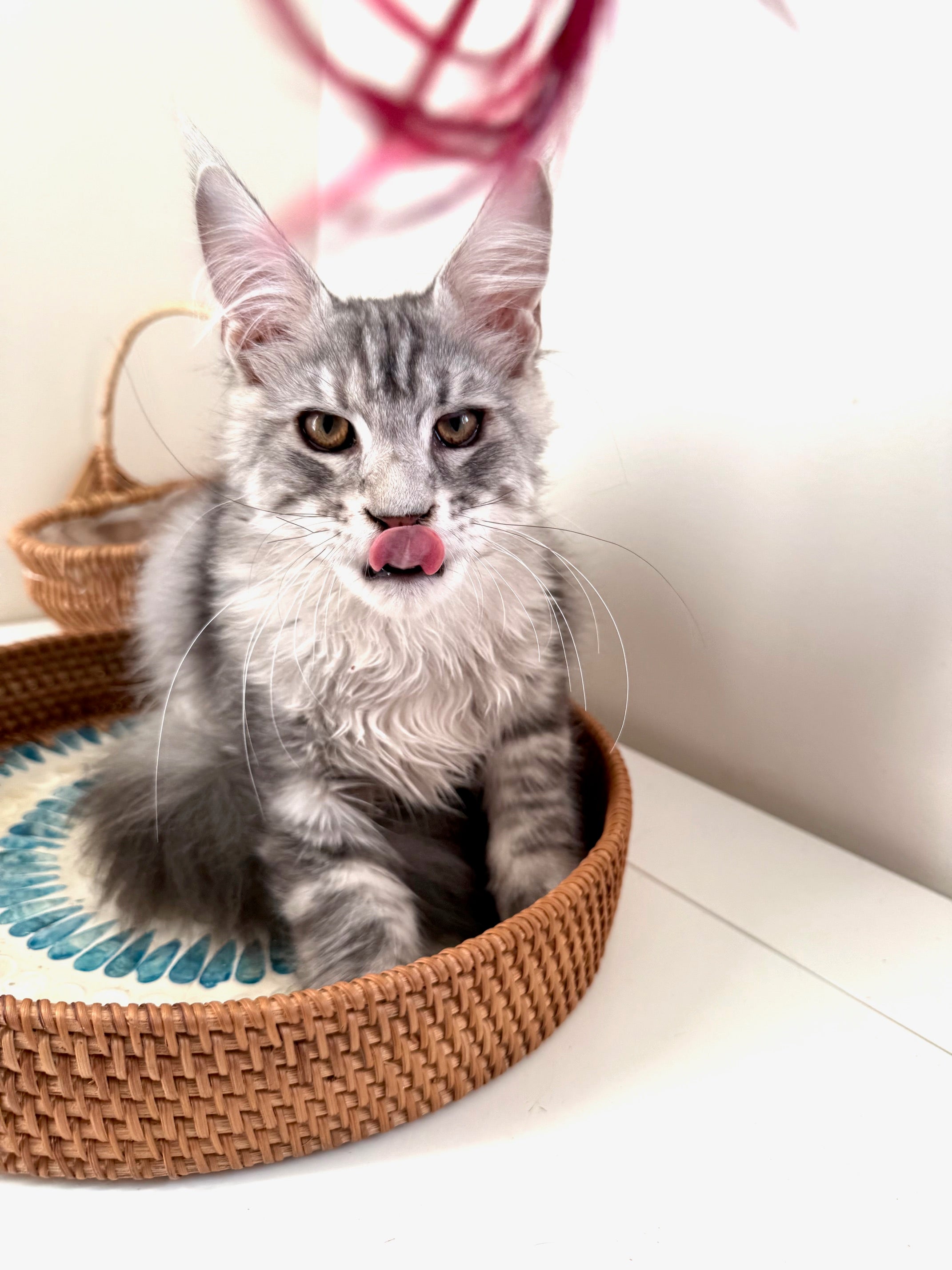 Black Silver Maine Coon male 2 / Located in Ottawa area