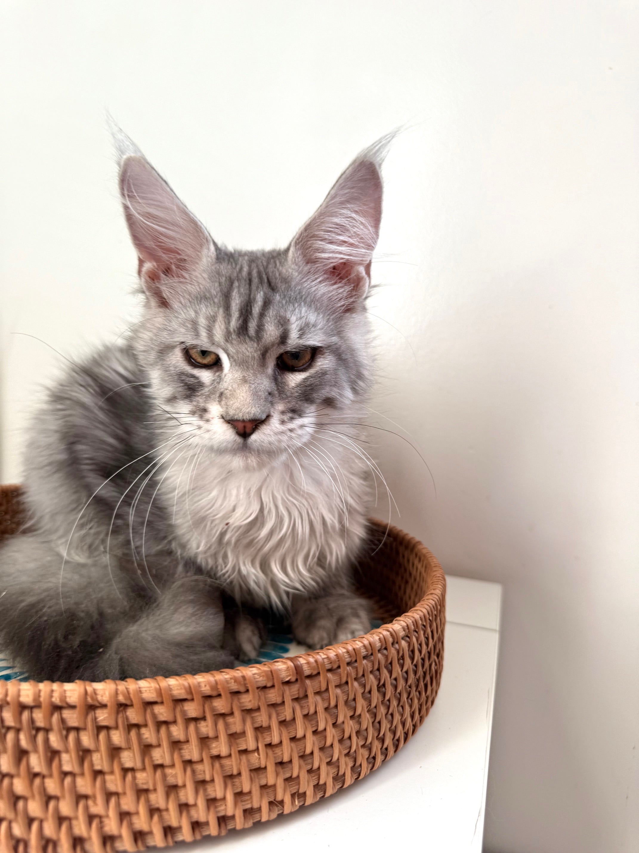 Black Silver Maine Coon male 2 / Located in Ottawa area