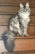 Load image into Gallery viewer, Black Silver Maine Coon Polydactyl older female / Located in Ottawa area Barrhaven / 1.5 years old
