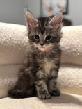 Load image into Gallery viewer, Black Silver Maine Coon female - located in Ottawa area - Barrhaven
