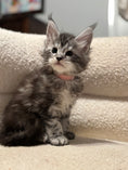 Load image into Gallery viewer, Black Silver Maine Coon female - located in Ottawa area - Barrhaven
