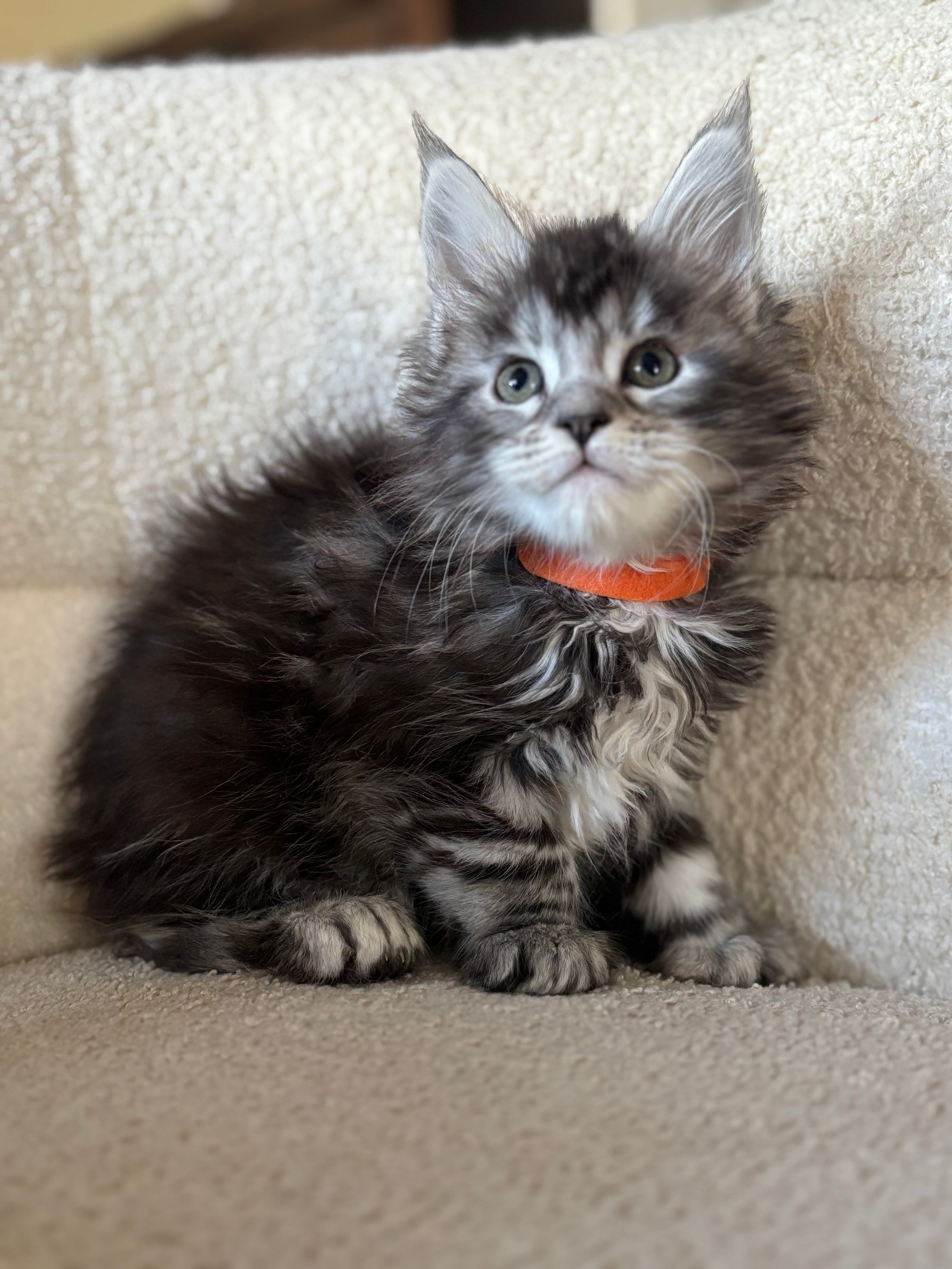 Black Silver Maine Coon Polydactyl female 2 - located in Ottawa area - Barrhaven