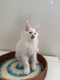 Load image into Gallery viewer, White Maine Coon male / Located in Ottawa
