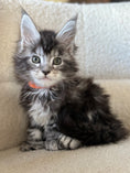 Load image into Gallery viewer, Black Silver Maine Coon Polydactyl female 2 - located in Ottawa area - Barrhaven

