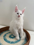 Load image into Gallery viewer, White Maine Coon male / Located in Ottawa
