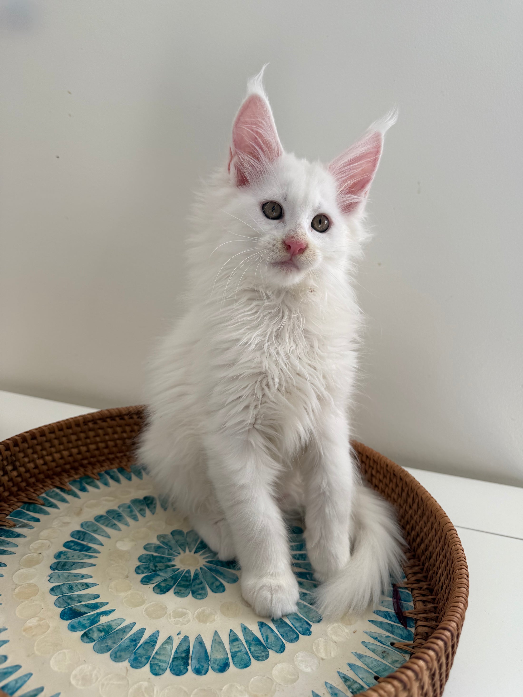 White Maine Coon male / Located in Ottawa