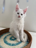 Load image into Gallery viewer, White Maine Coon male / Located in Ottawa
