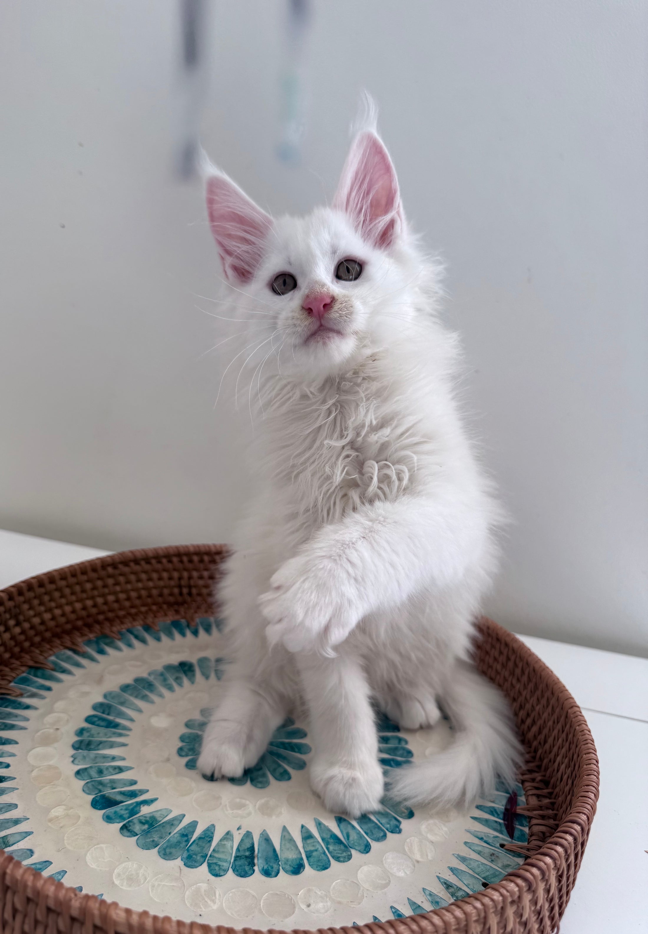 White Maine Coon male / Located in Ottawa