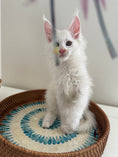 Load image into Gallery viewer, White Maine Coon male / Located in Ottawa
