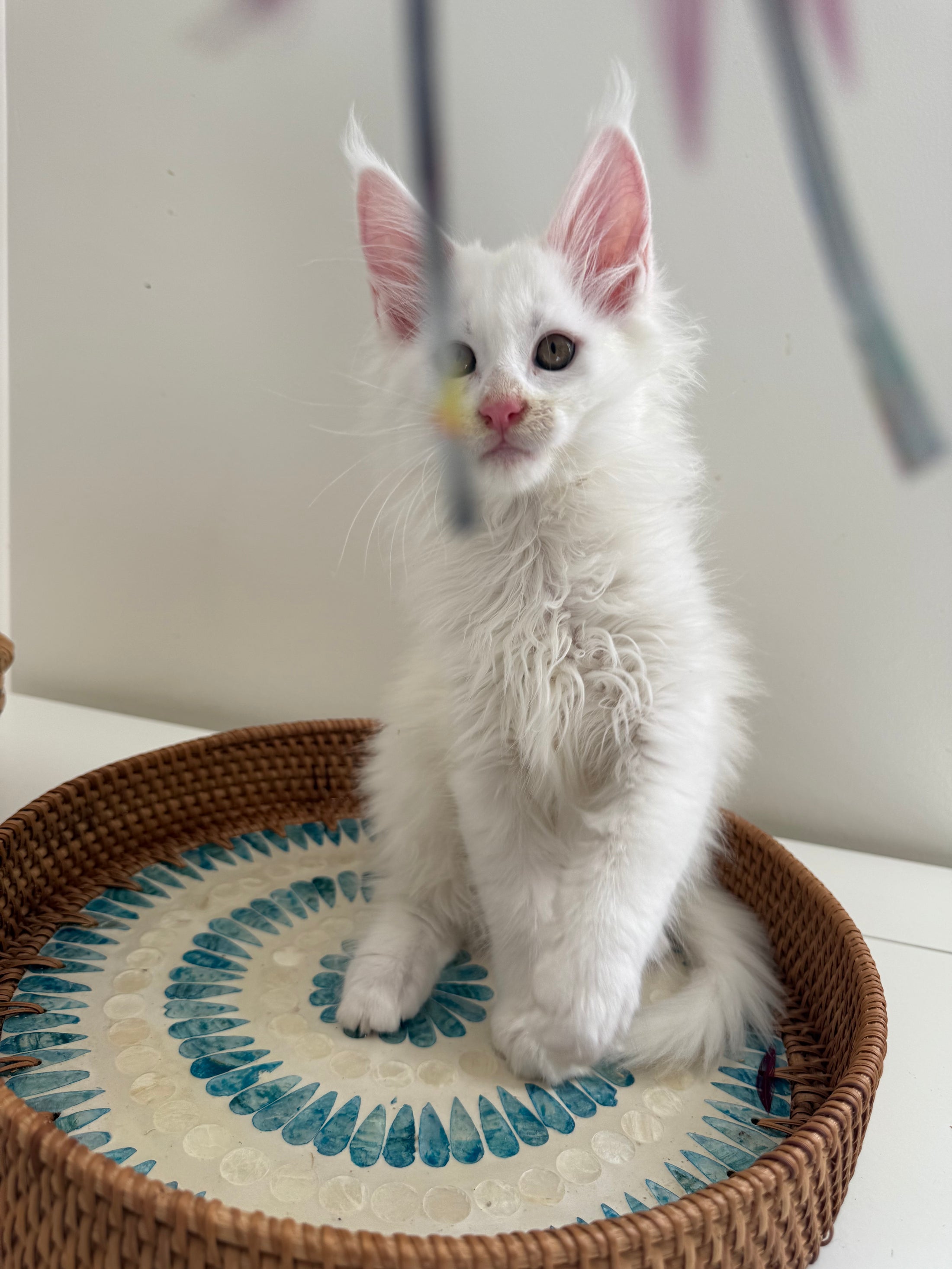 White Maine Coon male / Located in Ottawa