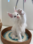Load image into Gallery viewer, White Maine Coon male / Located in Ottawa
