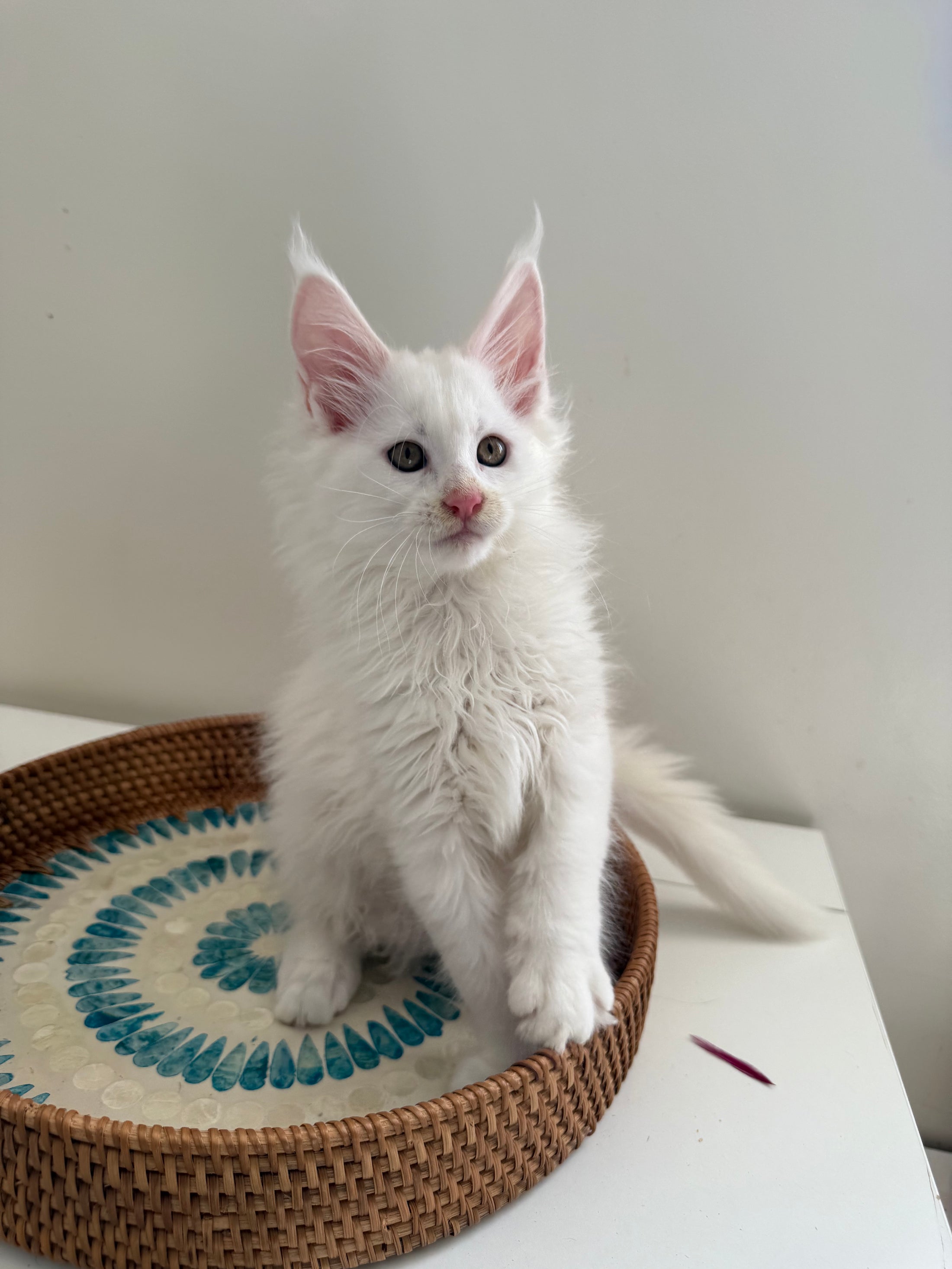 White Maine Coon male / Located in Ottawa