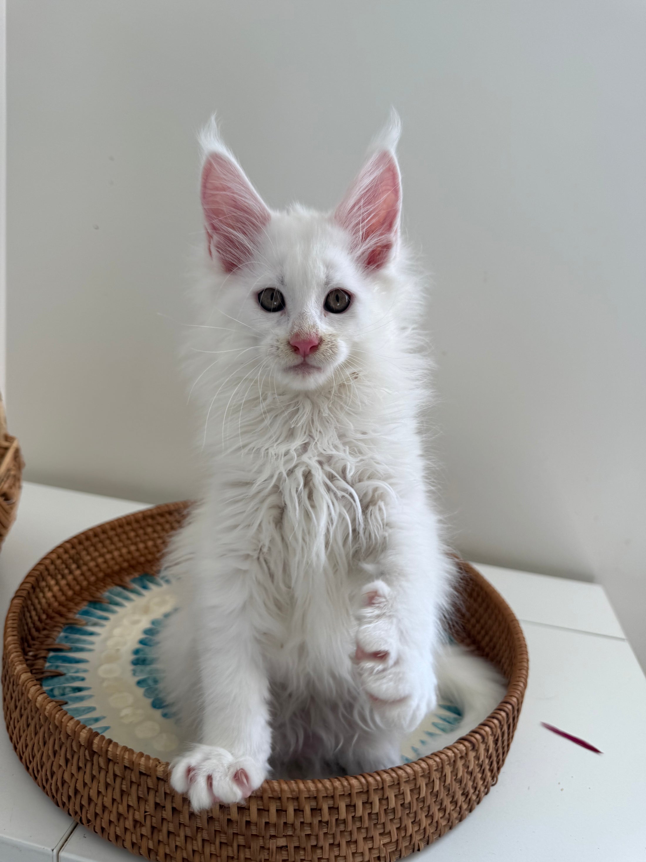 White Maine Coon male / Located in Ottawa