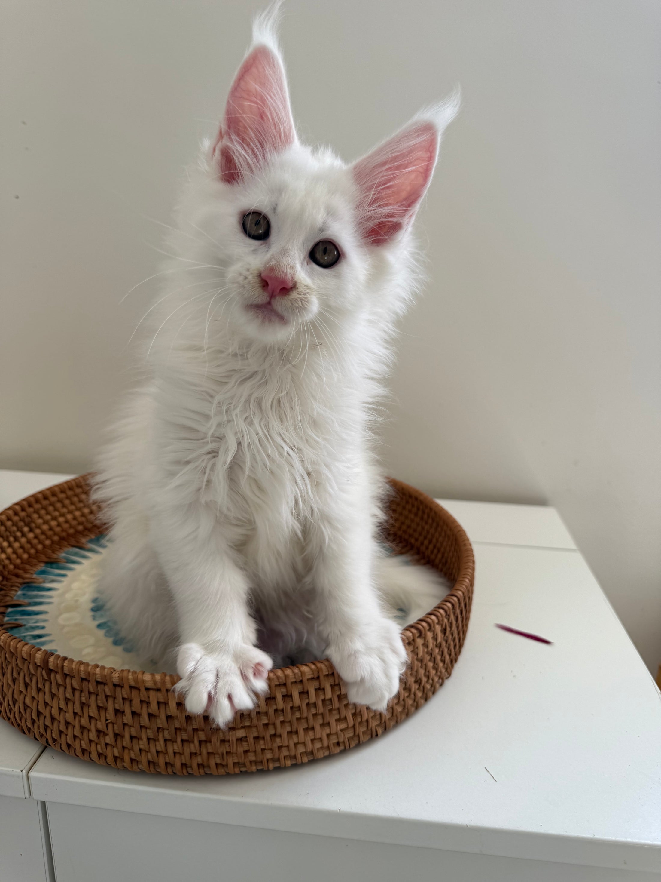 White Maine Coon male / Located in Ottawa