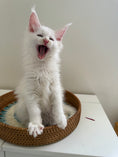 Load image into Gallery viewer, White Maine Coon male / Located in Ottawa
