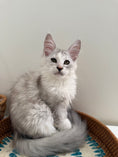 Load image into Gallery viewer, Silver Shaded Torbie Maine Coon female / Located in Ottawa area

