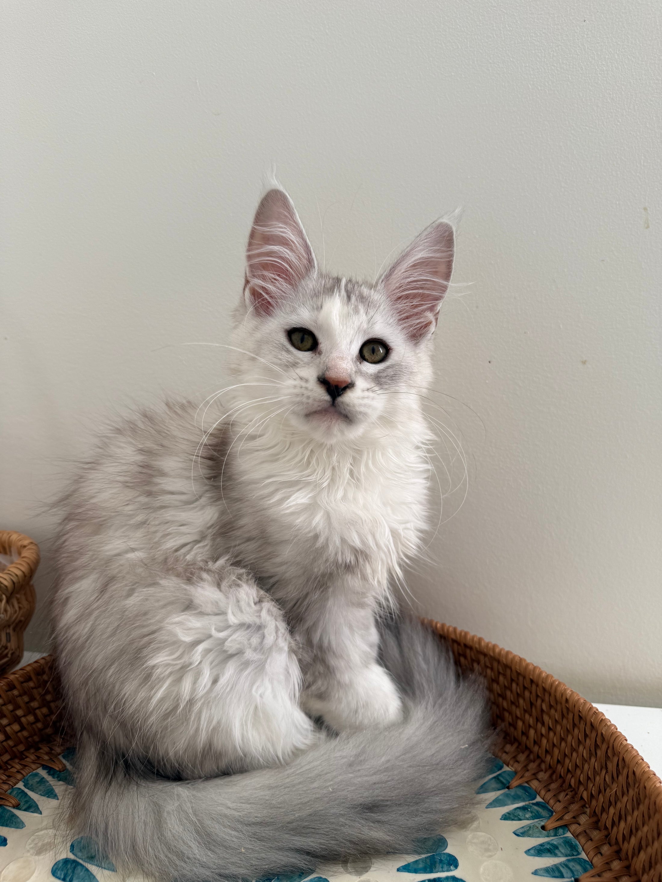 Silver Shaded Torbie Maine Coon female / Located in Ottawa area