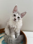 Load image into Gallery viewer, Silver Shaded Torbie Maine Coon female / Located in Ottawa area
