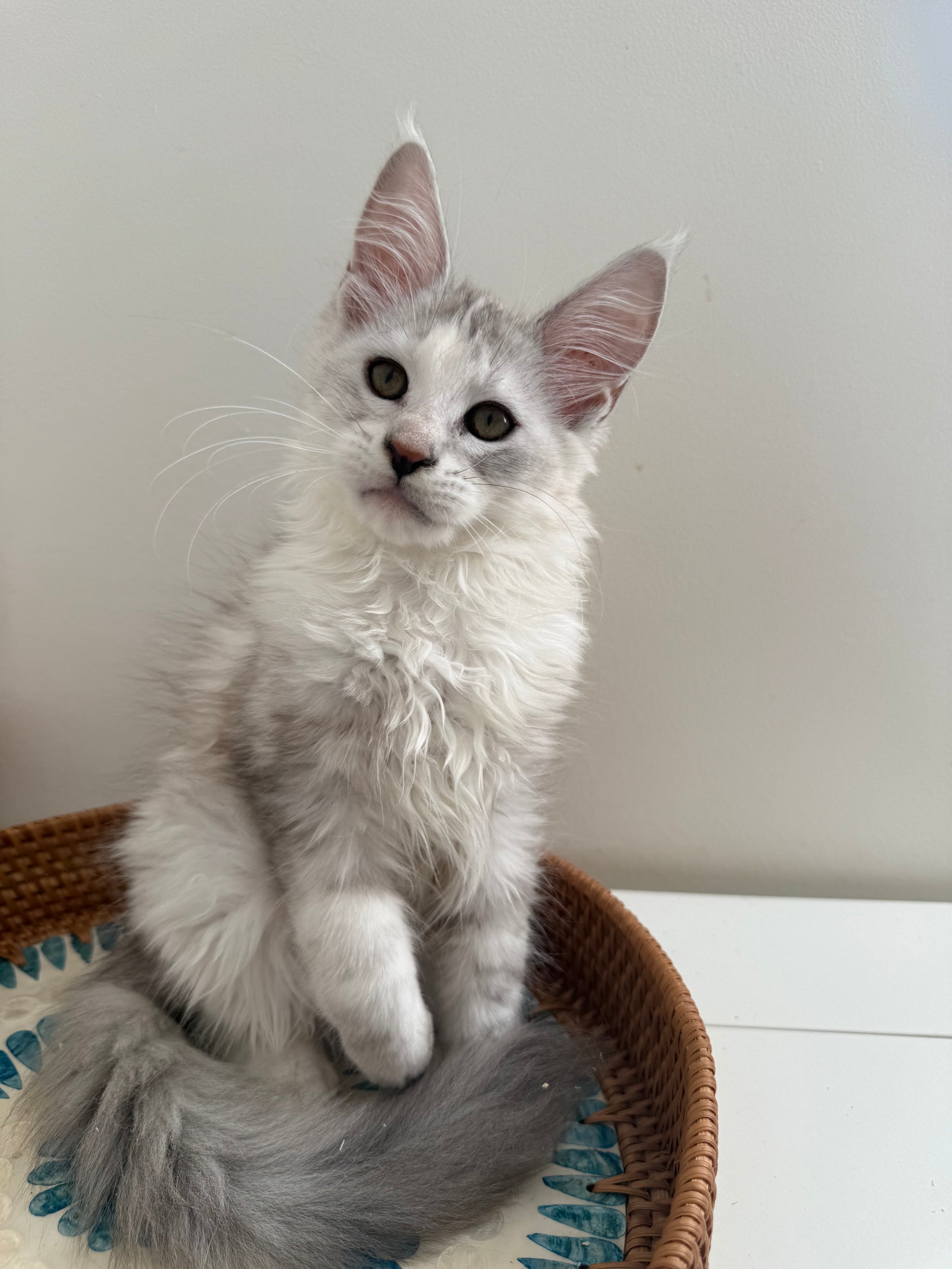 Silver Shaded Torbie Maine Coon female / Located in Ottawa area