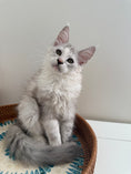 Load image into Gallery viewer, Silver Shaded Torbie Maine Coon female / Located in Ottawa area
