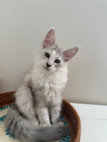 Load image into Gallery viewer, Silver Shaded Torbie Maine Coon female / Located in Ottawa area
