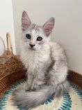 Load image into Gallery viewer, Silver Shaded Torbie Maine Coon female / Located in Ottawa area
