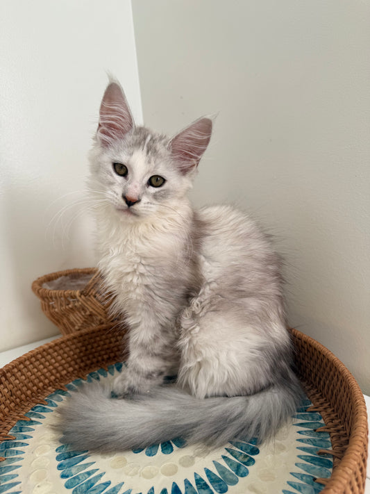 Silver Shaded Torbie Maine Coon female / Located in Ottawa area