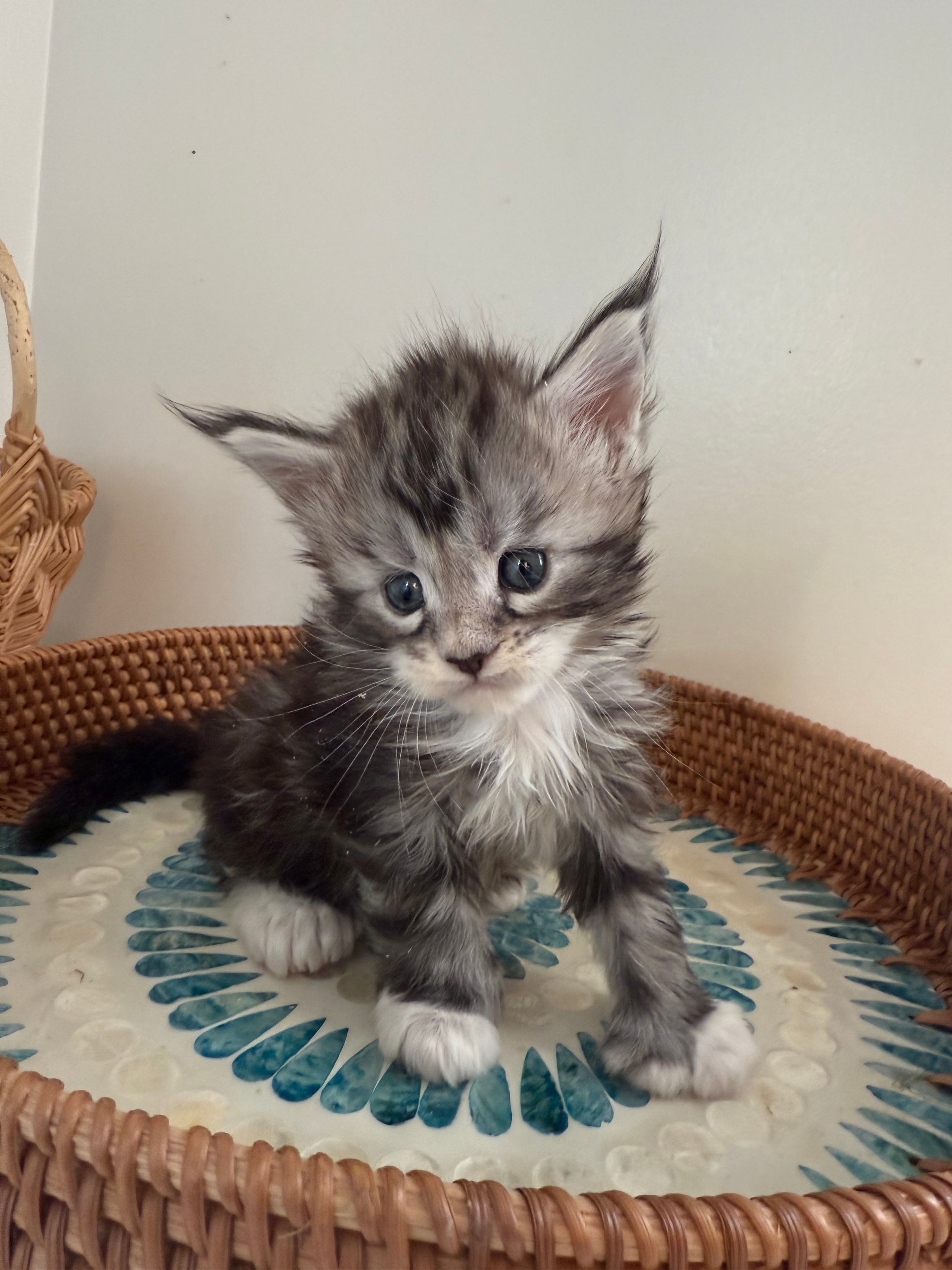 Black Silver Maine Coon Polydactyl male - located in Ottawa area