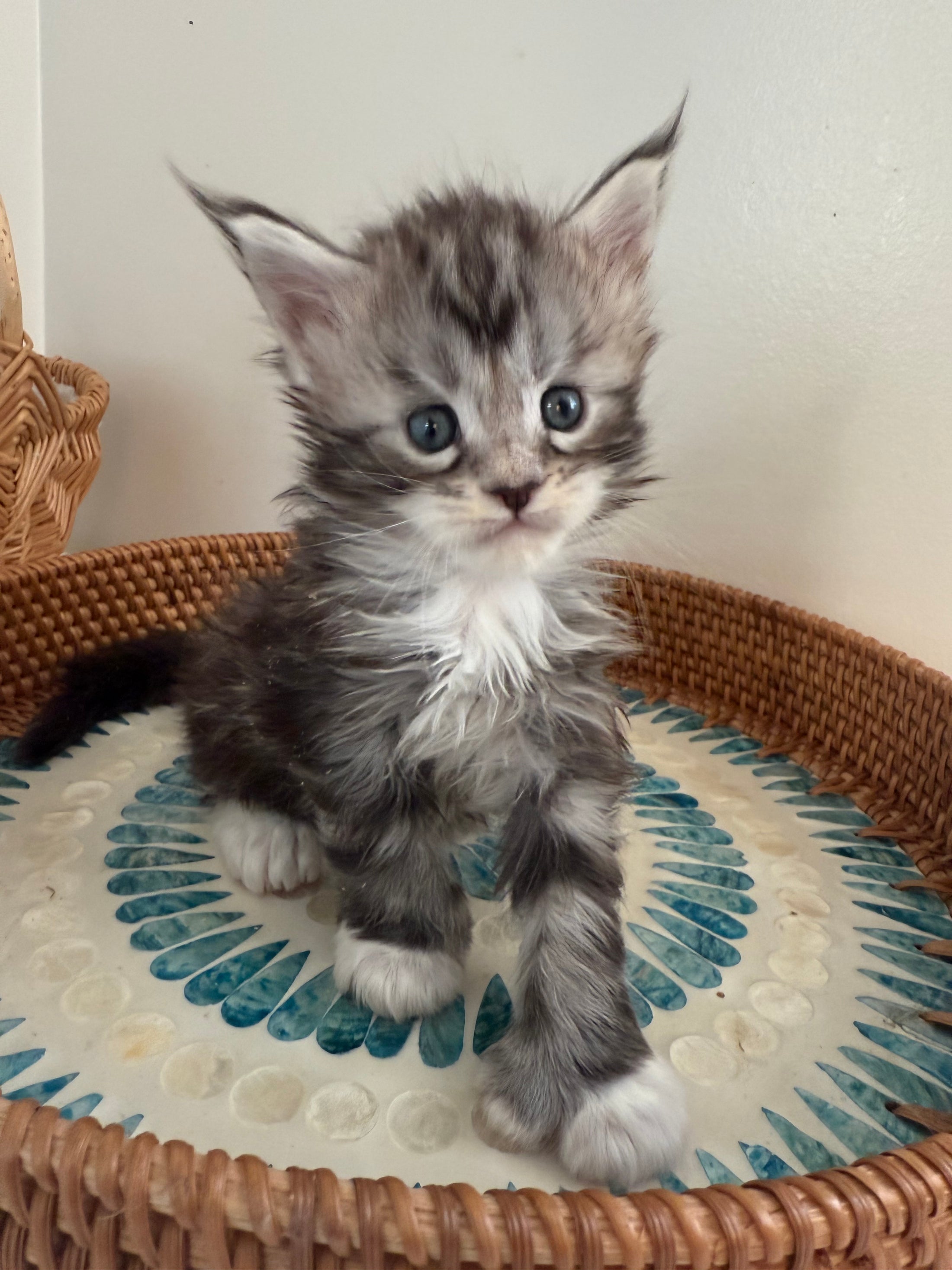 Black Silver Maine Coon Polydactyl male - located in Ottawa area