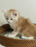 Load image into Gallery viewer, Red Silver Maine Coon Polydactyl male 2 - located in Ottawa area
