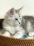 Load image into Gallery viewer, Pale Silver Maine Coon male/ Located in Ottawa area
