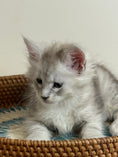 Load image into Gallery viewer, Pale Silver Maine Coon male/ Located in Ottawa area
